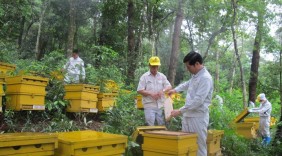 Mật ong Tam Đảo và bí quyết chinh phục các thị trường khó tính
