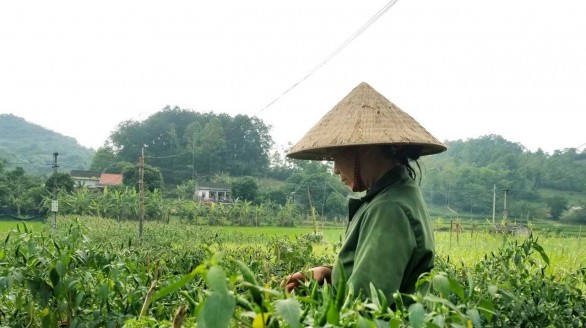 Lạng Sơn Xây dựng mô hình vùng sản xuất hàng hóa tập trung gắn với chuỗi liên kết