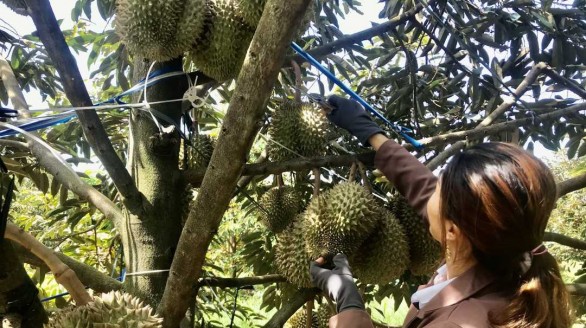 Xây dựng thương hiệu cho sầu riêng Đắk Lắk