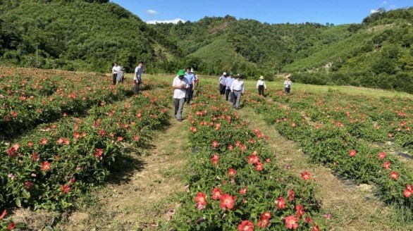 Thừa Thiên – Huế: Phát triển cây dược liệu theo chuỗi giá trị