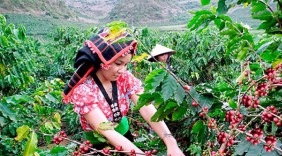 Lễ hội Cà phê Sơn La 2023: Quảng bá và tôn vinh hạt cà phê Việt