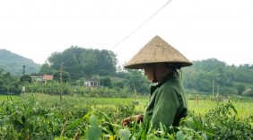 Lạng Sơn Xây dựng mô hình vùng sản xuất hàng hóa tập trung gắn với chuỗi liên kết