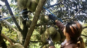 Xây dựng thương hiệu cho sầu riêng Đắk Lắk