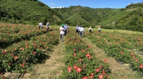 Thừa Thiên – Huế: Phát triển cây dược liệu theo chuỗi giá trị