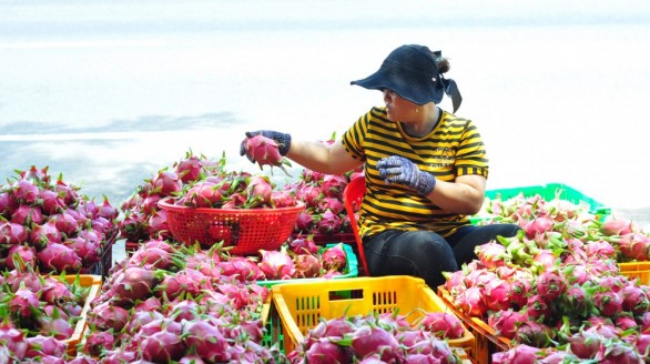 Doanh nghiệp xuất khẩu nông sản đón cơ hội từ thị trường Trung Quốc