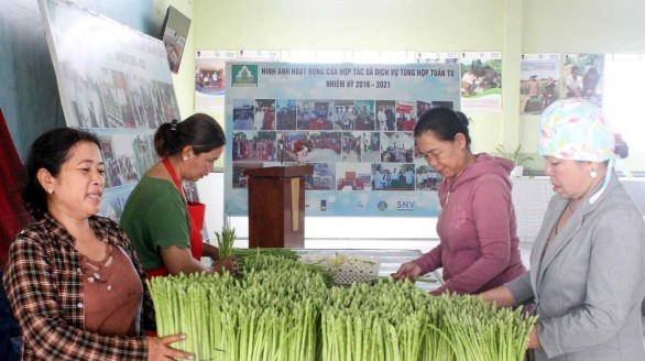 Nâng cao giá trị cây măng tây của đồng bào Chăm tại Ninh Thuận