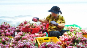 Doanh nghiệp xuất khẩu nông sản đón cơ hội từ thị trường Trung Quốc