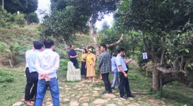 Yên Bái: Đẩy mạnh chuyển đổi số, từng bước nâng cao giá trị thương hiệu sản phẩm chè shan tuyết cổ thụ Suối Giàng