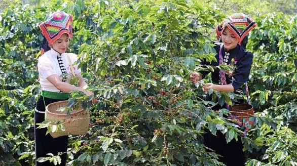 Doanh nghiệp Tây Bắc và hành trình gia tăng giá trị cho sản phẩm cà phê