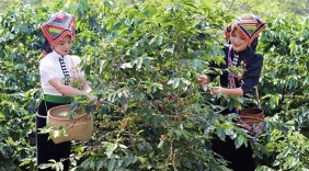 Doanh nghiệp Tây Bắc và hành trình gia tăng giá trị cho sản phẩm cà phê