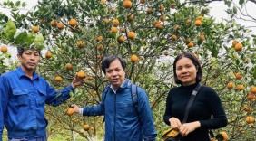 Gặt những “mùa vàng” trên đất Cao Phong