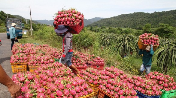 Xuất khẩu rau quả sang thị trường ASEAN vẫn còn khiêm tốn