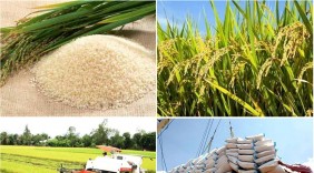 Thủ tướng chỉ thị đẩy mạnh sản xuất, kinh doanh, xuất khẩu lúa, gạo bền vững