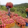 Xuất khẩu rau quả sang thị trường ASEAN vẫn còn khiêm tốn