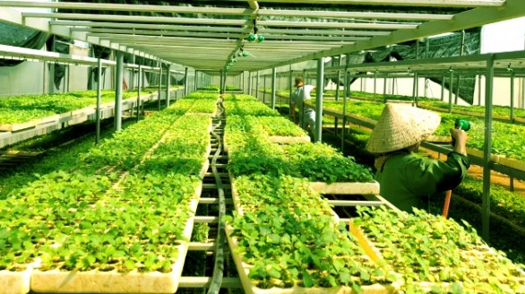 Quảng Trị: Lần đầu tiên xuất khẩu sản phẩm mang thương hiệu OCOP 5 sao ra quốc tế