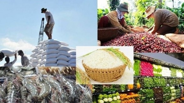 Giá nông sản ngày 7/1/2026: Hồ tiêu tăng mạnh, cà phê giảm nhẹ