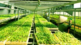 Quảng Trị: Lần đầu tiên xuất khẩu sản phẩm mang thương hiệu OCOP 5 sao ra quốc tế