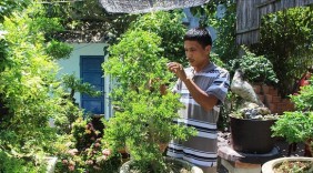 Thợ săn cây cảnh ngoại tỉnh