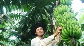 Trồng chuối laba: Chỉ việc nhìn cân, ghi sổ và... thu tiền