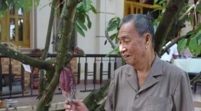 Thầy thuốc 83 tuổi và giấc mơ ca cao Việt