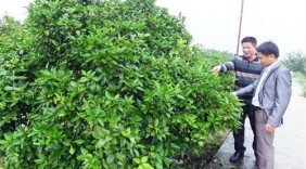 Kiếm 6 tỷ mỗi năm từ cam Vinh, bưởi Diễn và chăn nuôi
