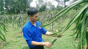 9X liều mình đưa thanh long ruột đỏ về vùng biên giới