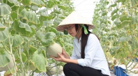 Trồng dưa lưới lãi 3 tỷ đồng mỗi ha