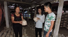 Người phụ nữ nghèo thành chủ trang trại nấm linh chi bạc tỷ