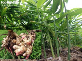 Đặc sản gừng Kỳ Sơn - cay nồng đậm vị