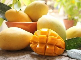Xoài cát Hòa Lộc nức lòng giới sành ăn
