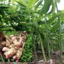 Đặc sản gừng Kỳ Sơn - cay nồng đậm vị