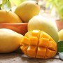 Xoài cát Hòa Lộc nức lòng giới sành ăn
