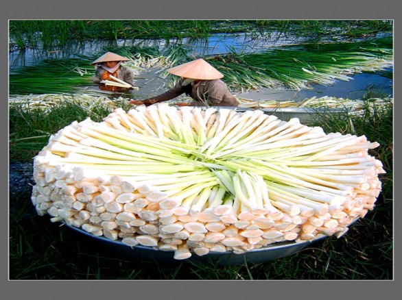 Bồn bồn U Minh