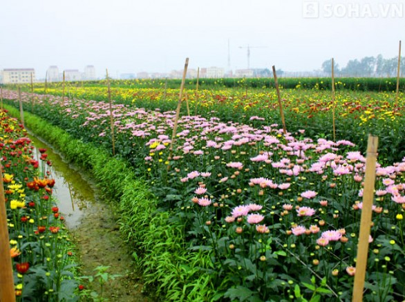 Làng hoa Nhật Tân