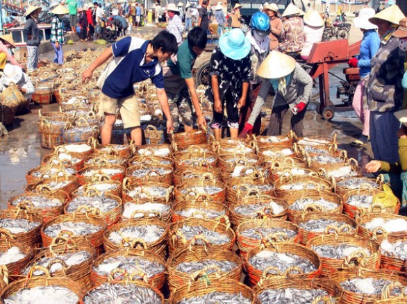 Làng nghề nước mắm Cà Ná