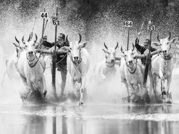 Lễ hội Đua bò của đồng bào Khmer ở Châu Đốc, An Giang.