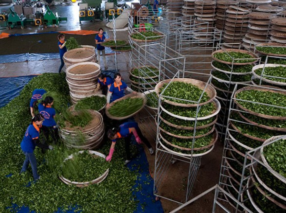 Sản xuất trà tại doanh nghiệp trà Tam Dương