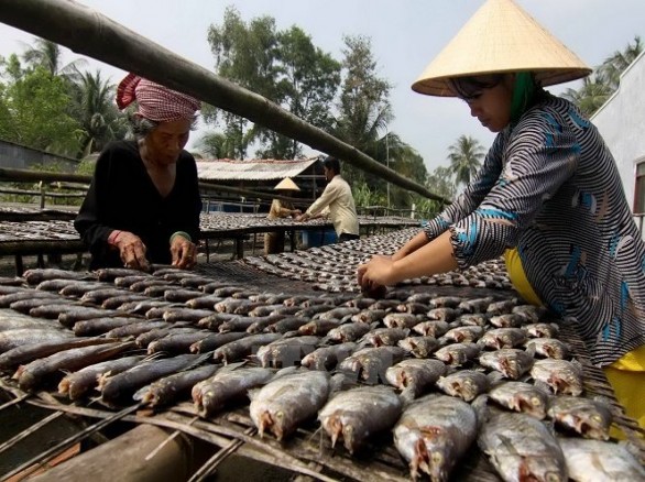 Nghề làm cá khô bổi ở Cà Mau