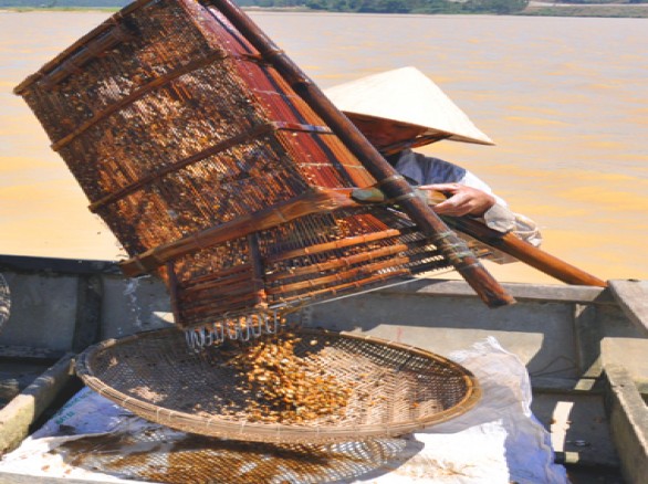 Cào don trên sông Trà Khúc