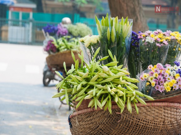 Mùa hoa loa kèn gọi hạ về