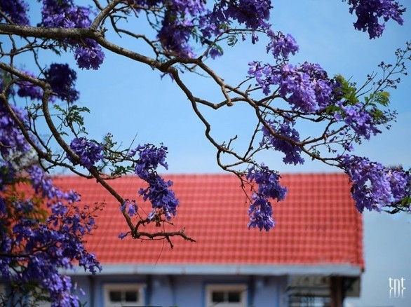 Mùa hoa phượng tím ở Đà Lạt