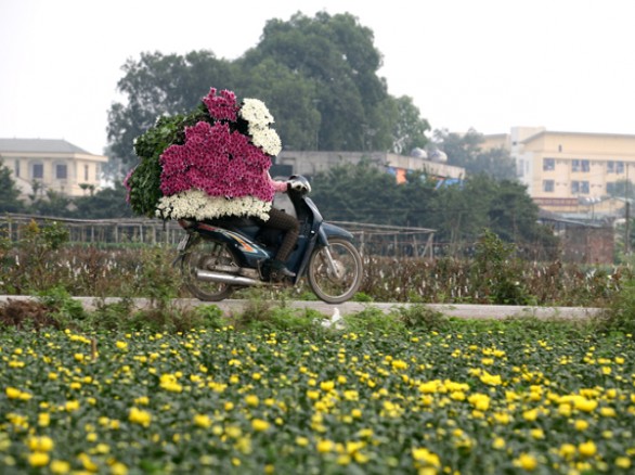 Làng hoa Tây Tựu