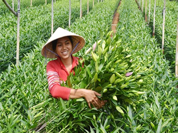 Làng hoa Thái Phiên