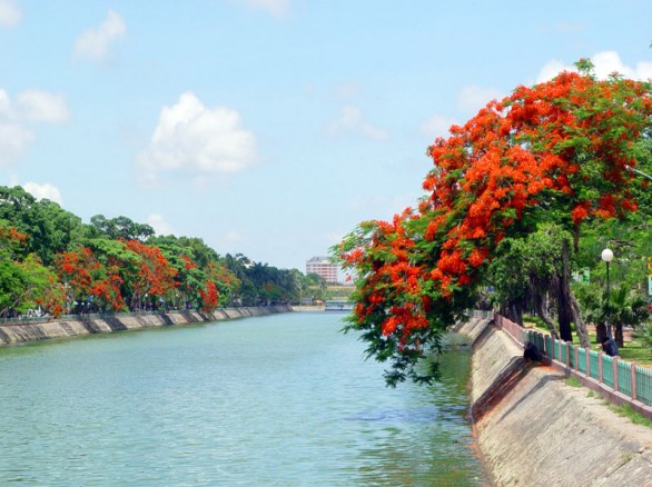 Rực rỡ mùa hoa phượng vào hè