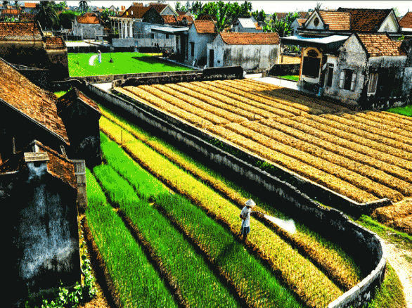 Nghề trồng rau ở Quỳnh Văn