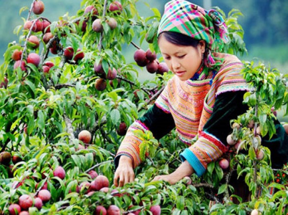Lên Mộc Châu hái mận chín