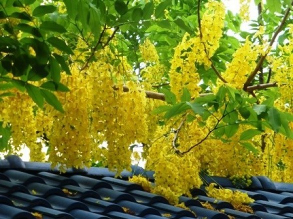 Hà Nội rực vàng mùa hoa Muồng hoàng yến