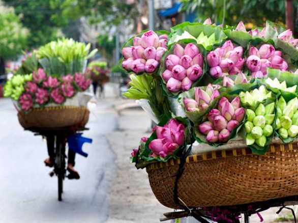 Mùa hoa sen