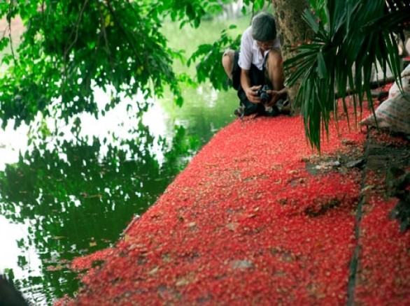 Hoa lộc vừng trải thảm đỏ ở Hồ Gươm