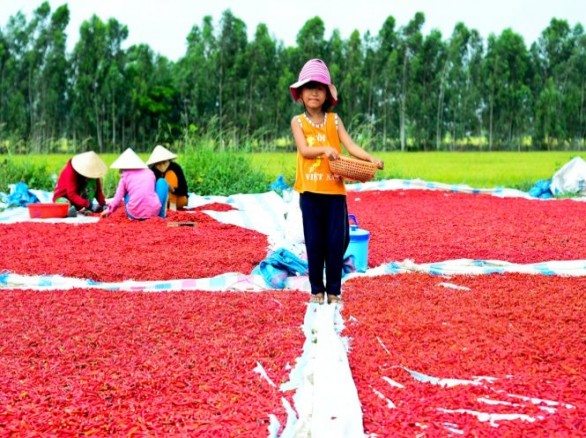Nghề nhặt ớt khô